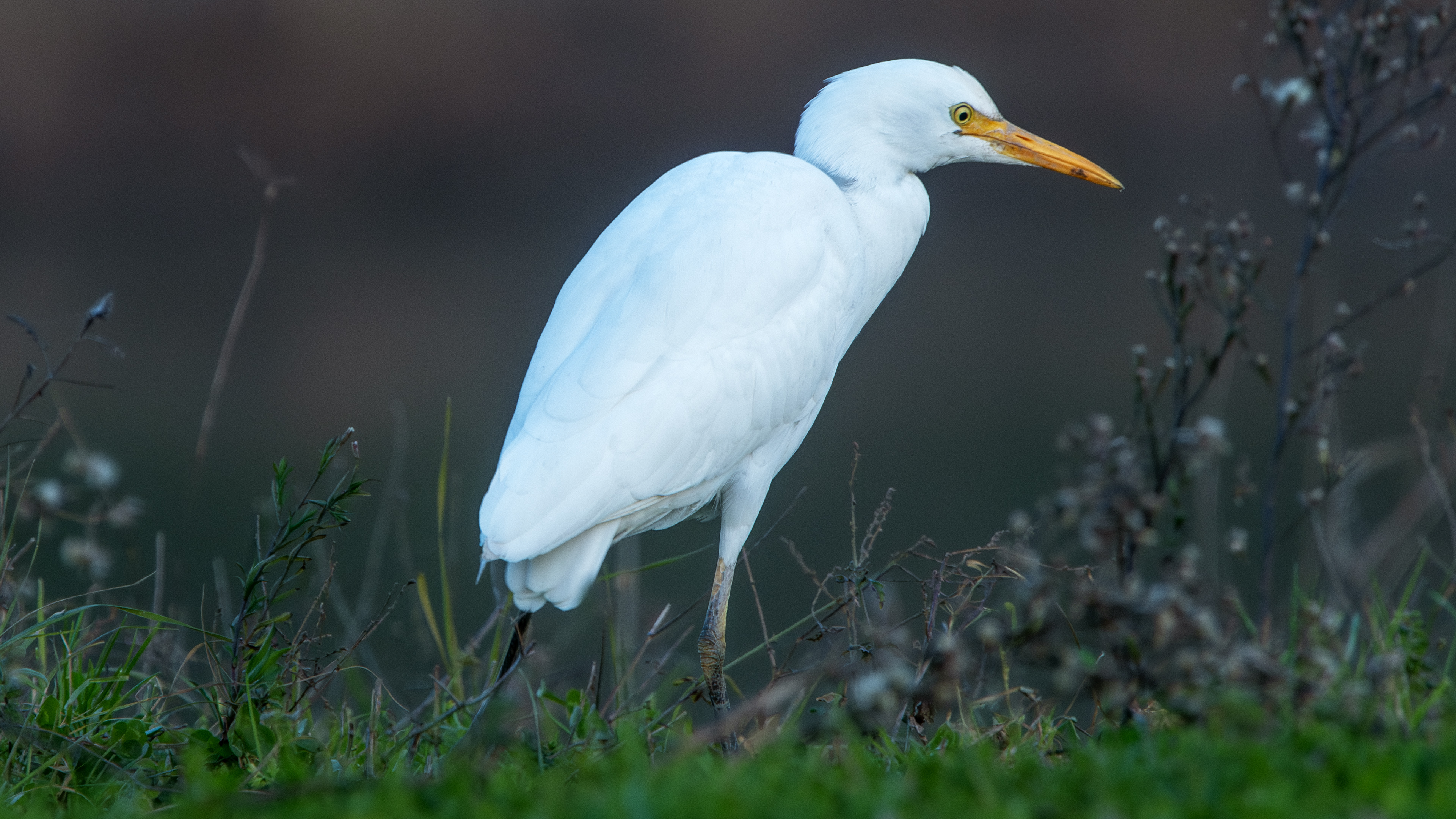 Cattle Egret